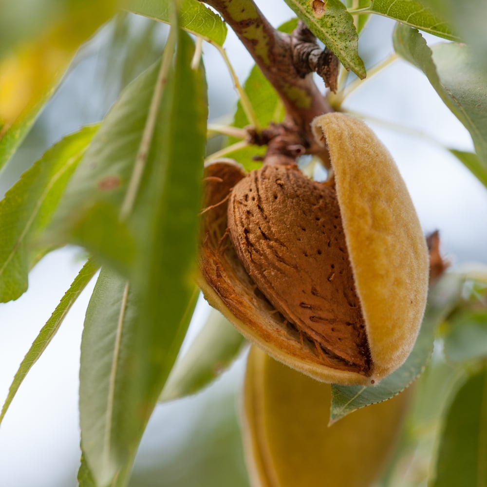 NUTLEY FARMS ALMOND TREE